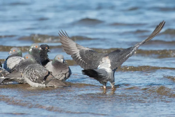 Die Graue Taube Breitete Ihre Flügel Aus Taubenvögel Trinken Wasser — Stockfoto