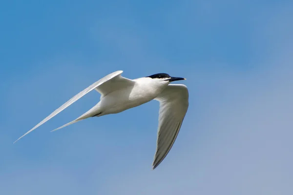 Uma Gaivota Voa Céu Belo Voo Pássaro Com Asas Abertas — Fotografia de Stock