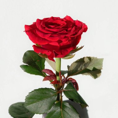 Beyaz arka planda kırmızı gül. Çiçek yaprakları kapanıyor. Tasarım için model.