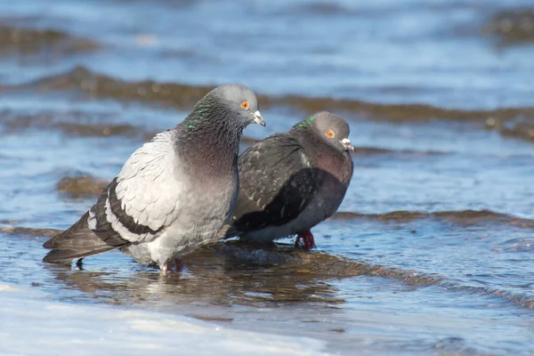 Zwei Taubenvögel Schwimmen Wasser Des Flusses Die Taube Ist Ein — Stockfoto