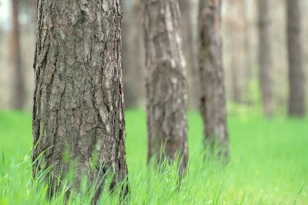 Troncos Árvore Grama Verde Uma Floresta Verão Contexto Grama Casca — Fotografia de Stock