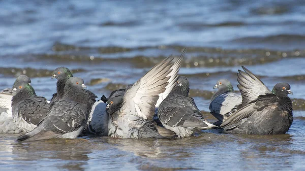Tauben Schwimmen Klaren Wasser Eines Flusses Oder Meeres Vögel Freier — Stockfoto