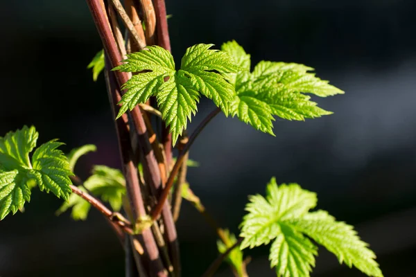 Jeunes Pousses Sur Vigne Feuilles Vertes Houblon Sauvage Aménagement Paysager — Photo