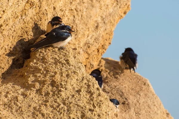 Swallow Colony Hirundo Rustica Nests Clay Cliff Bird Watching — Stock Photo, Image