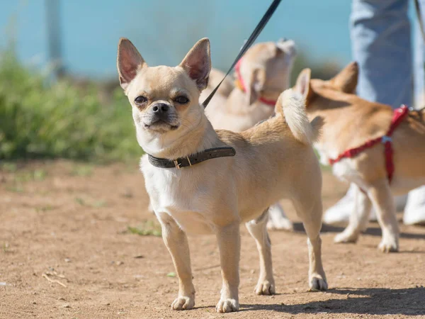 Chihuahua Für Einen Spaziergang Freien Porträt Eines Jungen Hundes — Stockfoto