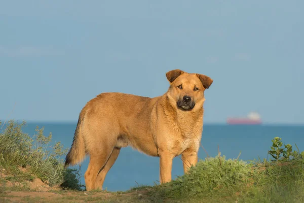 青い海の岸に生姜野良犬 悲しい動物の感情 — ストック写真