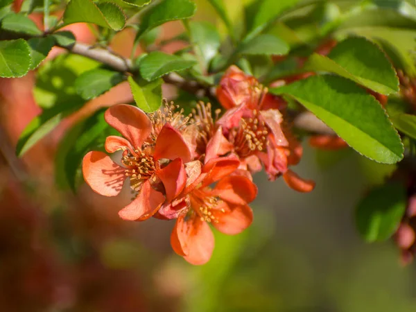 茂みの近くに赤い花 庭に咲くシャネモーレ Japonica — ストック写真