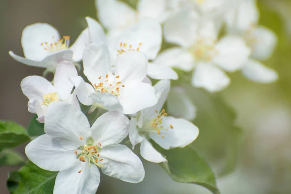 葉や花の自然な表面 庭にリンゴの木を開花させる — ストック写真