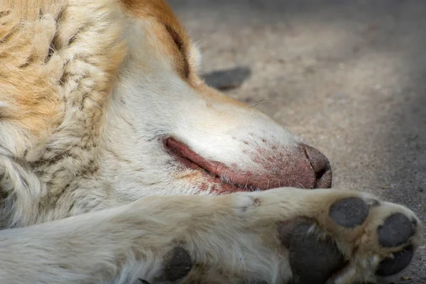 Een Slapende Zwerfhond Hondenmuilkorf Dicht Verlaten Huisdieren Dode Dieren Straat — Stockfoto