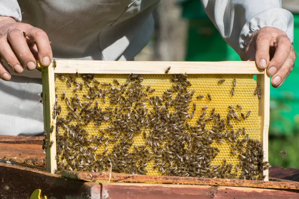 Die Arbeit Des Imkers Bienenhaus Der Imker Holt Ein Wabengestell — Stockfoto