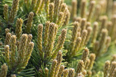 Ladin dallarında küçük koniler. Kozalaklı bitki, tasarım için arkaplan.