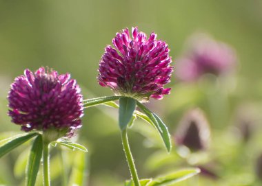 Çayır bitkileri. Büyük yonca çiçekleri (Trifolium).