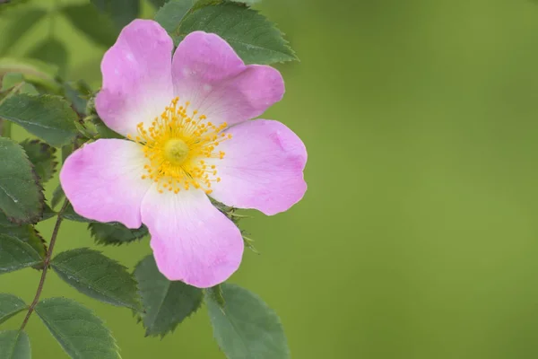 Kwitnie Róża Duży Dziki Kwiat Róży Miękkie Tło — Zdjęcie stockowe