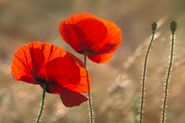 Yaz tarlasında yabani çiçekler. Çiçek açan kırmızı gelincikler. Sevgilin için buket.