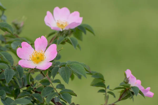 Los Escaramujos Florecen Rama Con Flores Rosas Silvestres Fondo Suave — Foto de Stock