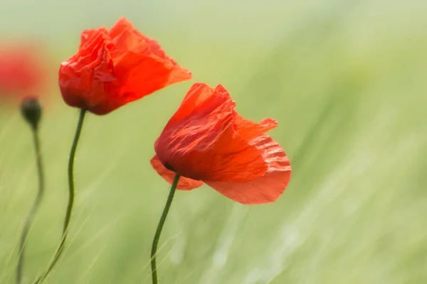 Red Poppies Ears Wheat Soft Background Selective Focus Sunny Day — 스톡 사진