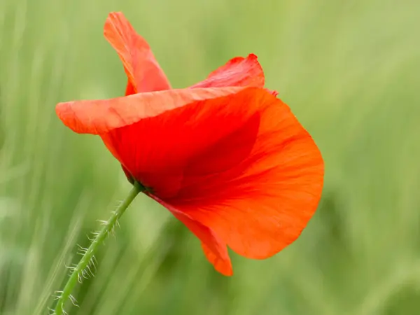 Red Poppy Flower Soft Background Close — Stockfoto