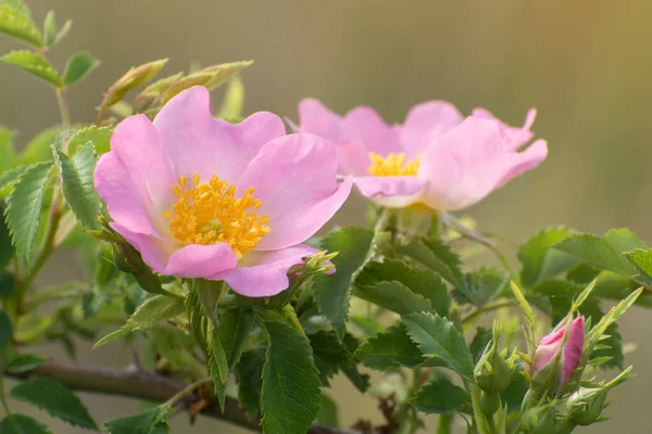 Rose Hips Blooms Garden Branch Wild Rose Flowers Soft Background — Stock Photo, Image