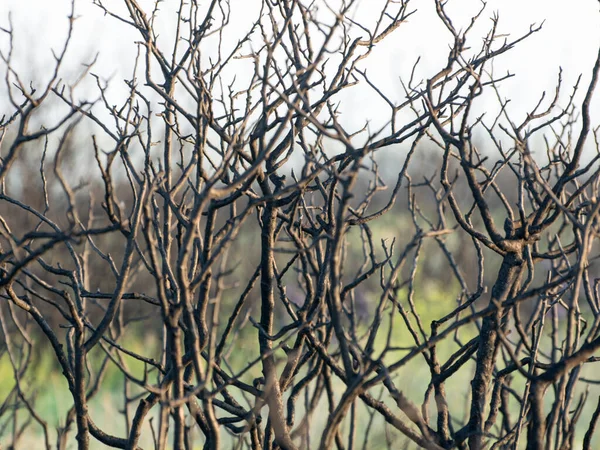 Trockene Schwarze Buschzweige Nach Einem Brand Waldplantagen Ödland Hintergrund Aus — Stockfoto