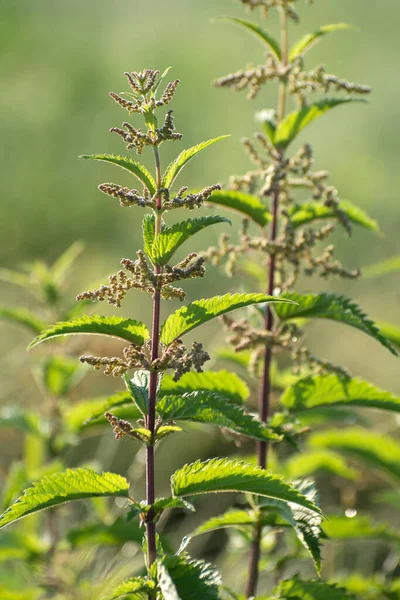 Stems Stinging Nettles Urtica Dioica Close Medicinal Plants Green Leaves — Stok Foto