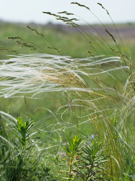 Feather Grass Blooms Steppe Wild Plants Meadows — Stock fotografie