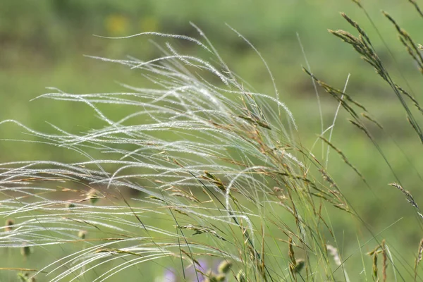 Feather Grass Blooms Steppe Wild Plants Meadows Specially Defocused Photo — Stock fotografie