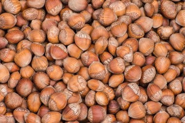 Sonbaharda fındık hasadı. Bütün fındıklardan arkaplan. Seçici odak.