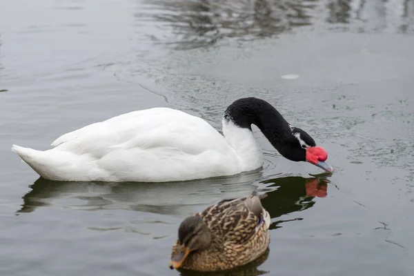 黑颈天鹅 Cygnus Melanocoryphus 在冬季在湖上游泳 动物园里的鸟儿 — 图库照片