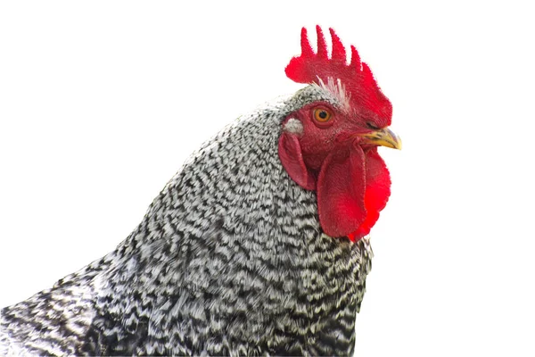 Rooster isolate on a white background. Big rooster with a red comb and colorful plumage. Breeding poultries on the farm.