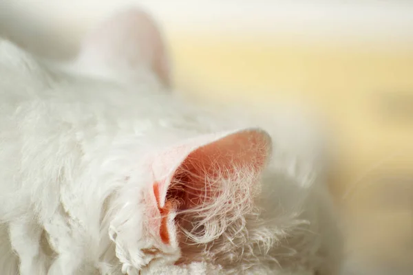 Orelhas Cor Rosa Gato Angorá Branco Fecham Sonhos Gato — Fotografia de Stock