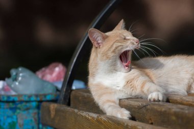 Vahşi bir sokak kedisi çöp tenekesinin yanında uzanıyor ve esniyor. Terk edilmiş hayvanlar.