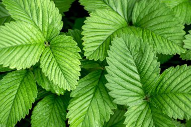 Yapraklardan arkaplan. Fragaria olarak bilinen çilek yaprakları, yaklaşın..