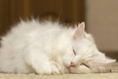 Beyaz uyuyan bir kedinin portresi. Yakın plan fotoğraf..