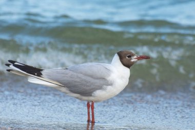Bir martının portresi. Güzel Akdeniz Martı Ichthyaetus Melanocephalus deniz kıyısında yürüyor.