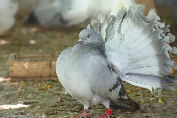 Gri güvercin. Taşıyıcı ve dekoratif güvercinlerin üretimi. Evcil kuşlar.