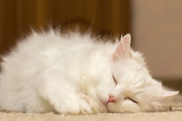 Retrato Gato Dormindo Branco Foto Close — Fotografia de Stock