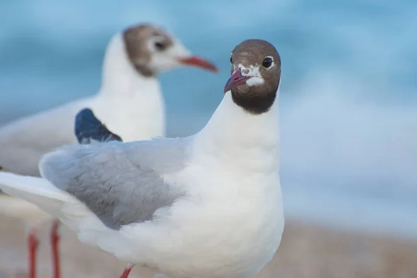 Des Mouettes Bord Mer Belle Mouette Méditerranéenne Ichthyaetus Melanocephalus Gros — Photo