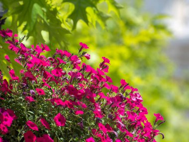 Beautiful summer background from flowers and leaves of a tree. Blank for a greeting card, mock up
