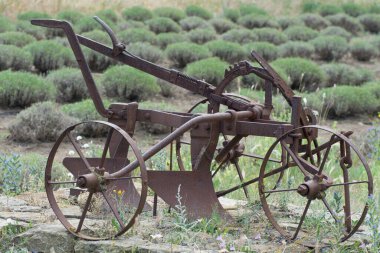 Old agricultural machineries. Old rusty plow on the edge of a lavender field.
