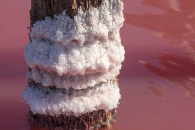 Salt crystals on wooden pillar on a salty lake. Healing salt and mud for cosmetology. Close up photo clipart