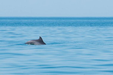 One dolphin Delphinus delphis swims in the sea. Blue sea and clear sky. Serenity and tranquility.