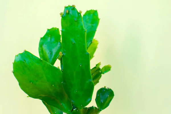 Folhas Verdes Jovens Close Suculento Plantas Para Paisagismo Instalações Residenciais — Fotografia de Stock