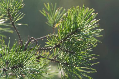 Yumuşak bir arka planda yeşil çam dalı. Yılbaşı kartı için boşluk..