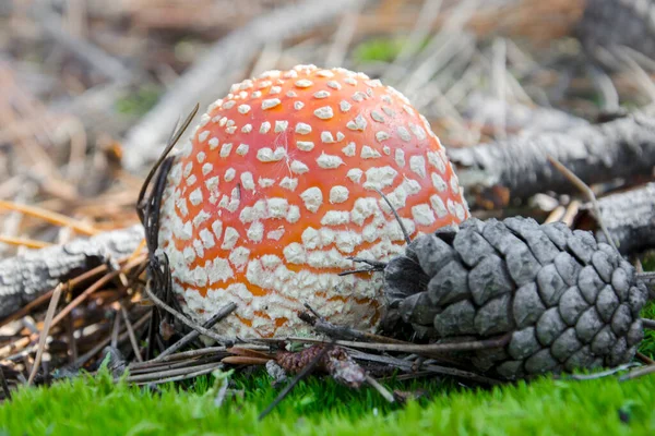 Молодая Amanita Muscaria Широко Известная Муха Агарическая Осеннем Лесу Ядовитые — стоковое фото