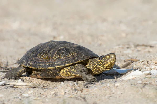 The turtle crawling on the sand. Desert animals, reptile. Side view.