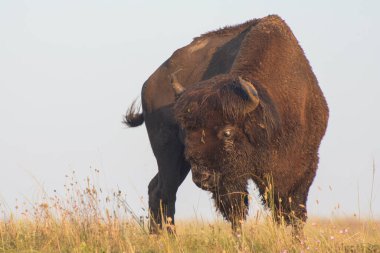 Wyoming 'deki Yellowstone Ulusal Parkı' nda Amerikan Bizonu otluyor. Bir erkek bizon, boğa..