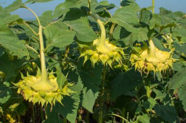 Çiçek tarlalarında olgunlaşmış çekirdekleri olan ayçiçeği. Tarımsal bir alanda yetişen petrol tohumları..
