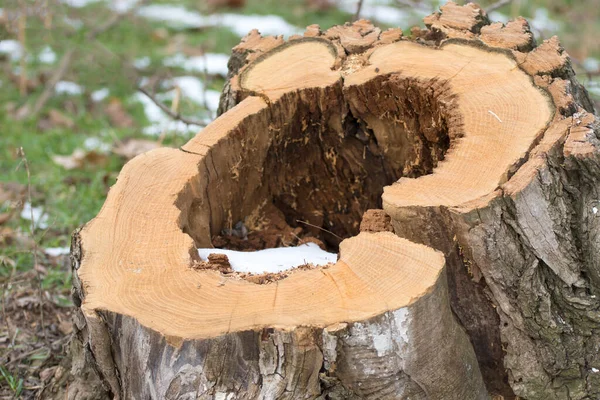 Querschnitt Eines Alten Baumes Baumstumpf Abholzung Rodung Von Wäldern — Stockfoto