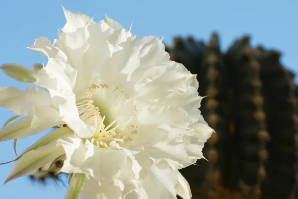 月桂花的白色花朵与仙人掌紧密相连 在温室里种植肉质 — 图库照片