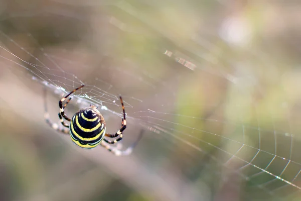 Живіт Павука Argiope Bruennichi Крупним Планом Павук Інтернеті — стокове фото